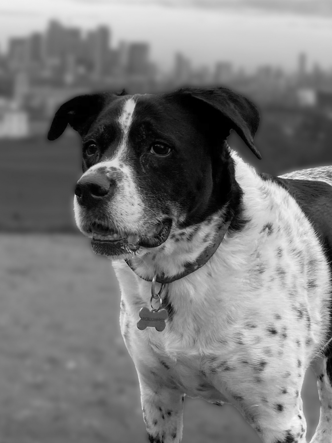 Cassie the dog portrait