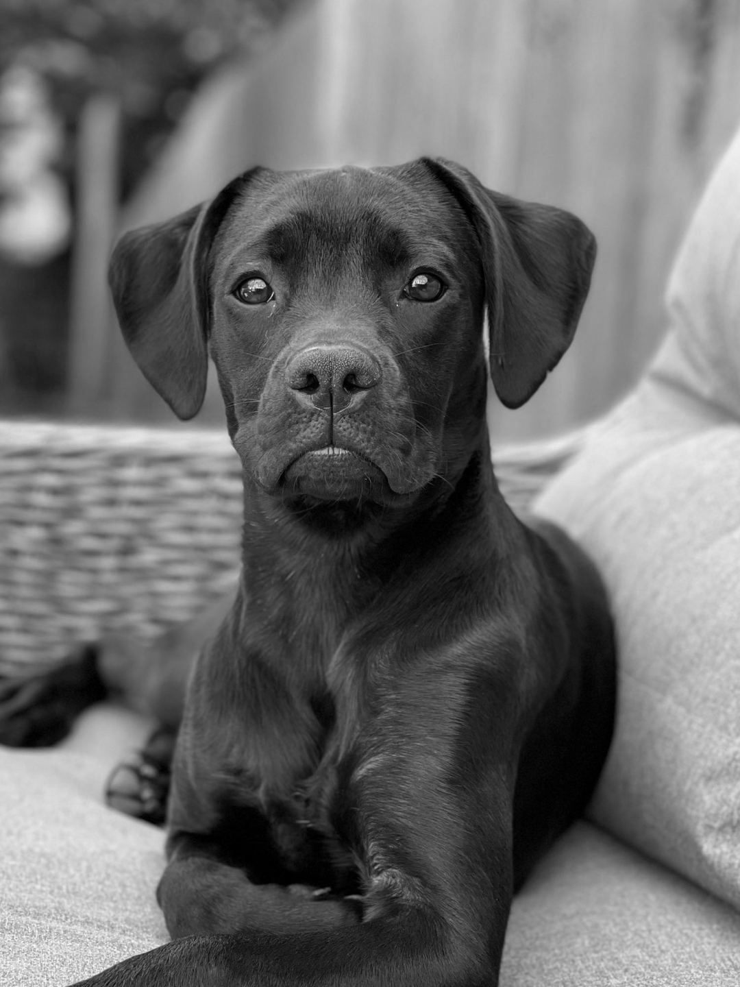 Nala the dog portrait